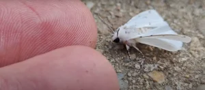 What Does a White Moth Mean Spiritually