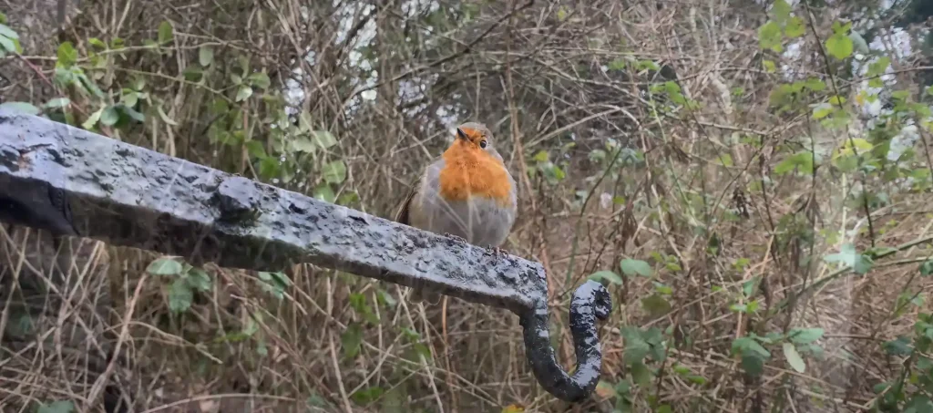 What Does it Mean Spiritually When You See a Red Robin