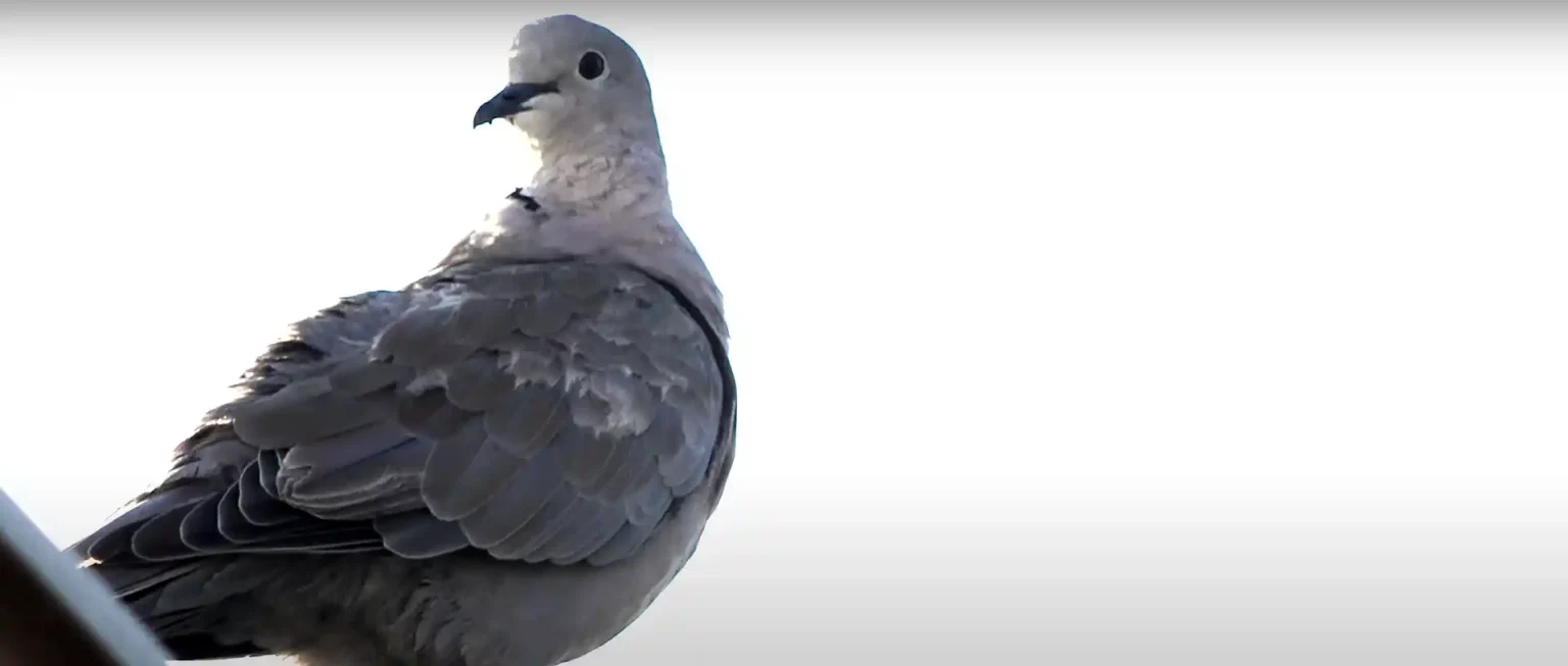 Grey Dove Visits? Know Spiritual, Symbolism and Biblical Mean