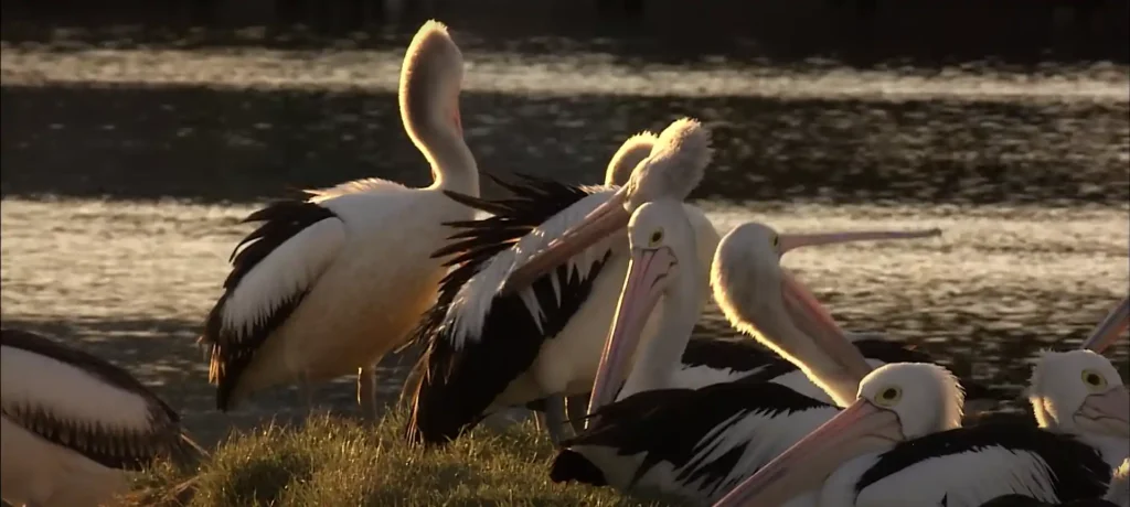 What Does it Mean When a Pelican Crosses Your Path - The Brief Answer