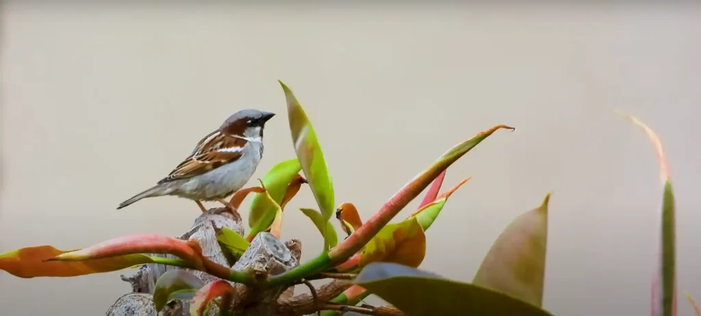 What Does it Mean When a Sparrow Visits You - The Brief Answer