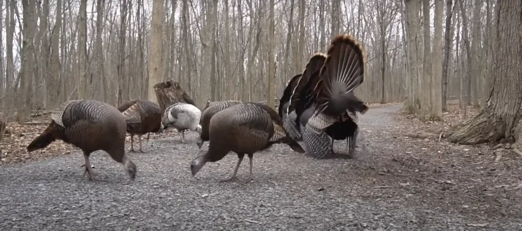 What Does it Mean When a Turkey Crosses Your Path