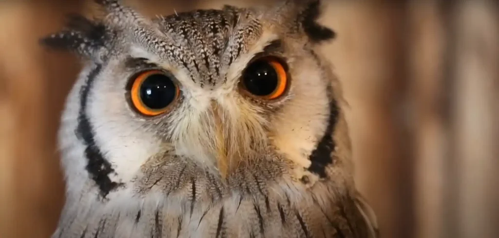 What Does it Mean When an Owl Stares at You - The Brief Answer