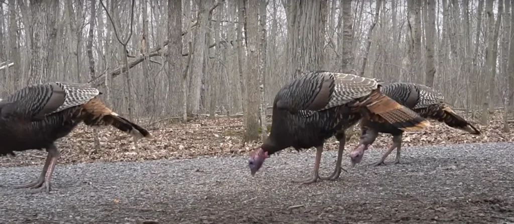 What is the Spiritual Significance of a Wild Turkey