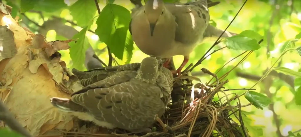 What the dove symbolizes