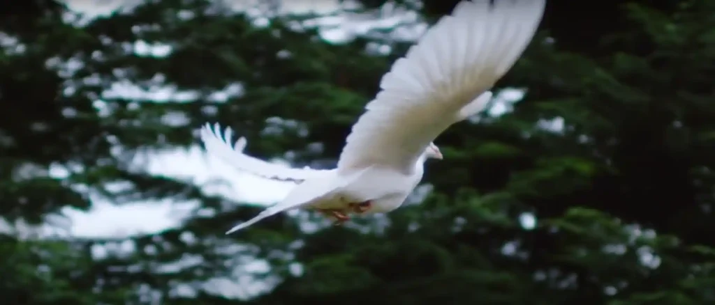 White Bird Symbolism in Different Cultures and Religions
