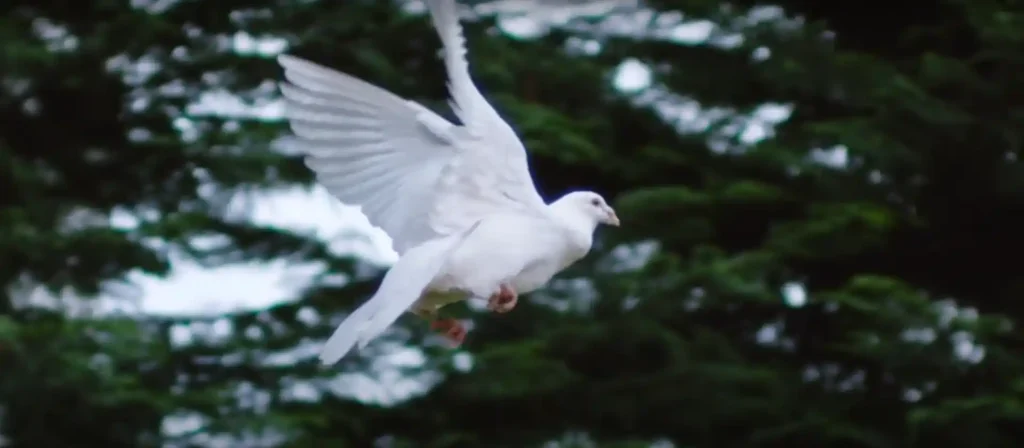 White Birds as Spirit Messengers