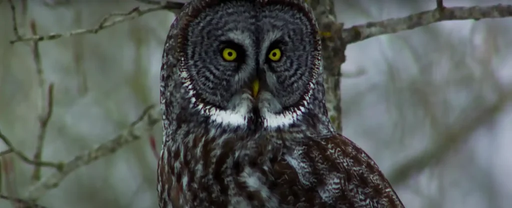 Why Does an Owl Stare Unraveling Truths!
