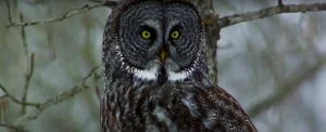 Why Does an Owl Stare Unraveling Truths!