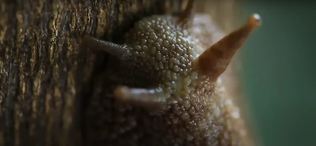 Why a Slug in Your Home is a Spiritual Sign