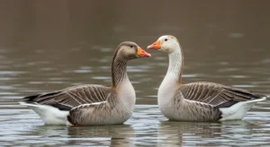 2 geese spiritual meaning