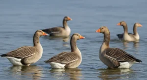 7 geese spiritual meaning