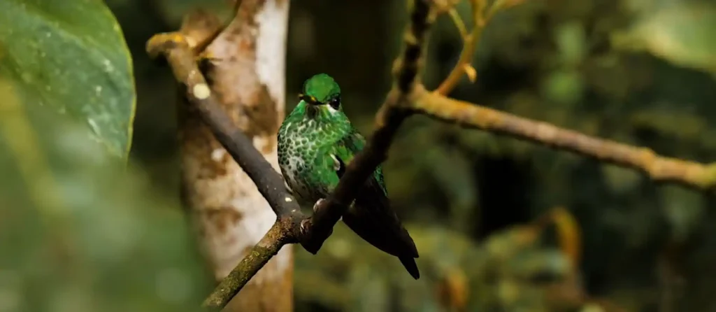 A Hummingbird In My Deams
