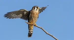 american kestrel's spiritual meaning