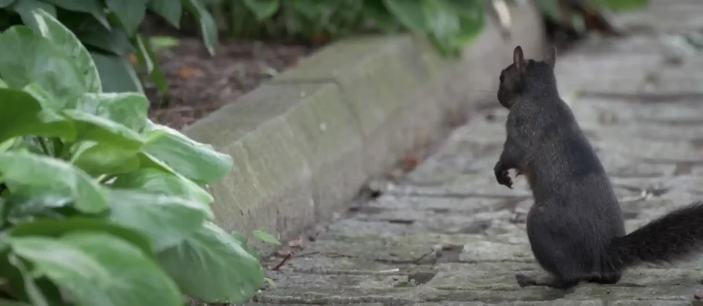 Black Squirrel's Spiritual Meaning Must Know The Truth