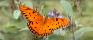 Black and Orange Butterfly Meaning More Than You Think