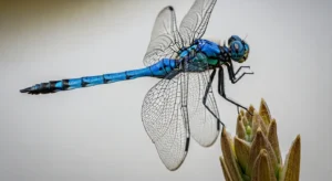 blue dragonfly meaning explanation