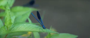 Blue Dragonfly Meaning What Does It Represent