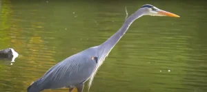 Blue Heron Symbolism A Pathway to Wisdom and Peace
