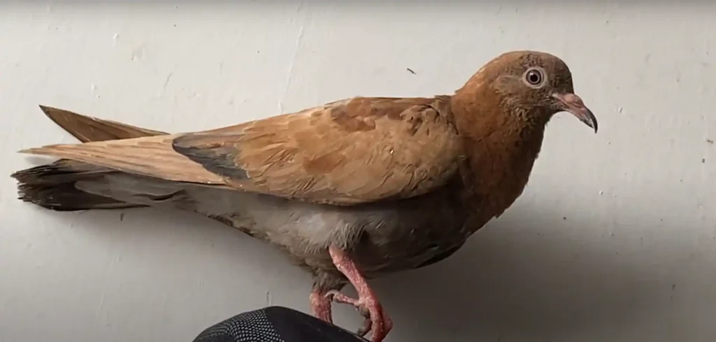 Brown Pigeon Spiritual Meaning