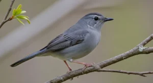 catbird symbolism