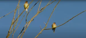 Cedar Waxwing Spiritual Meaning Explained