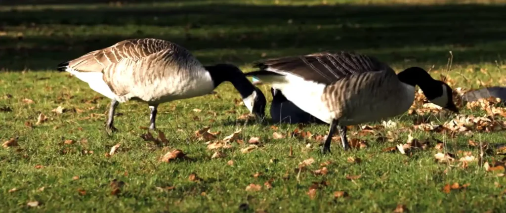 Cultural Interpretations in Flight
