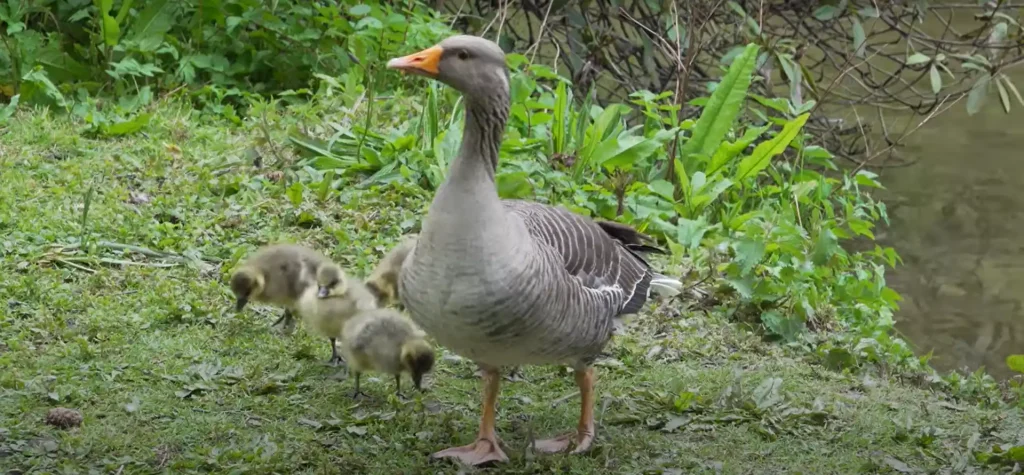 Flock of Geese Spiritual Insight