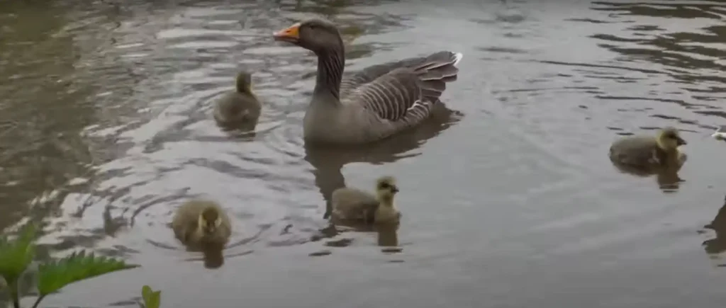 Geese in Celtic and Christian Traditions