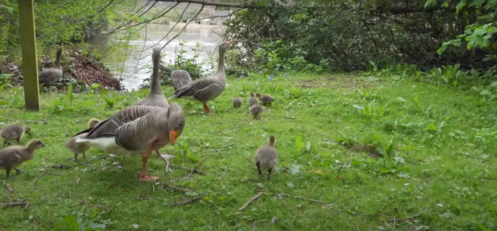 Global Goose Symbolism