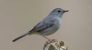gray catbird spiritual meaning