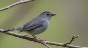gray catbird symbolism