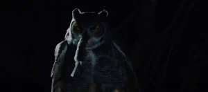Great Horned Owl Spiritual Meaning Know the Reality