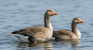 hearing geese's spiritual meaning