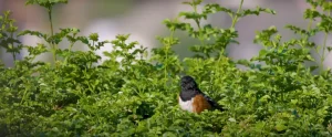 How Eastern Towhee Spiritual Meaning Can Inspire Your Life