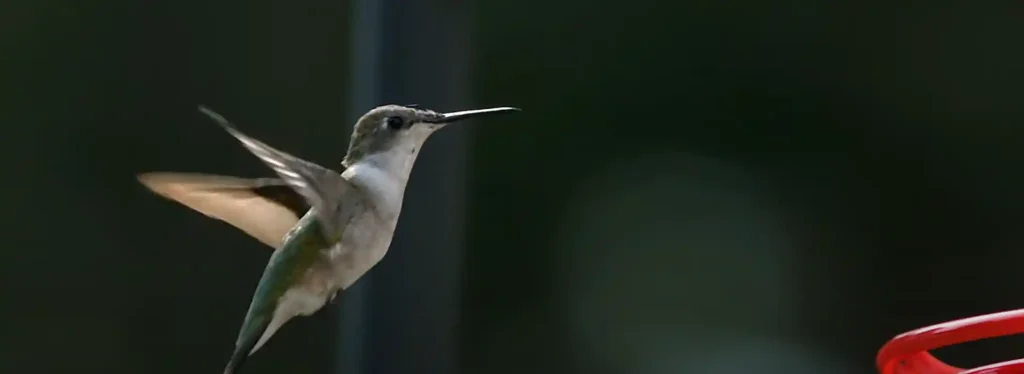 Hummingbird Spirit Animal Symbolism and meaning