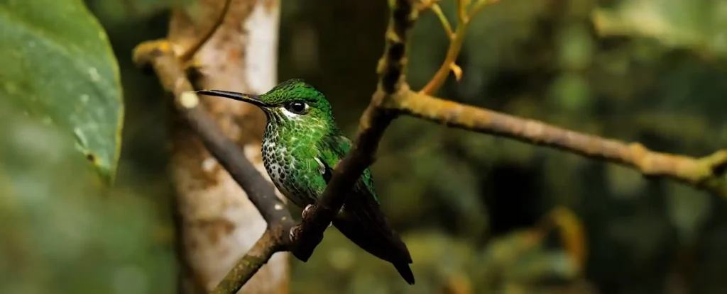 Hummingbird Symbolism in Other Cultures