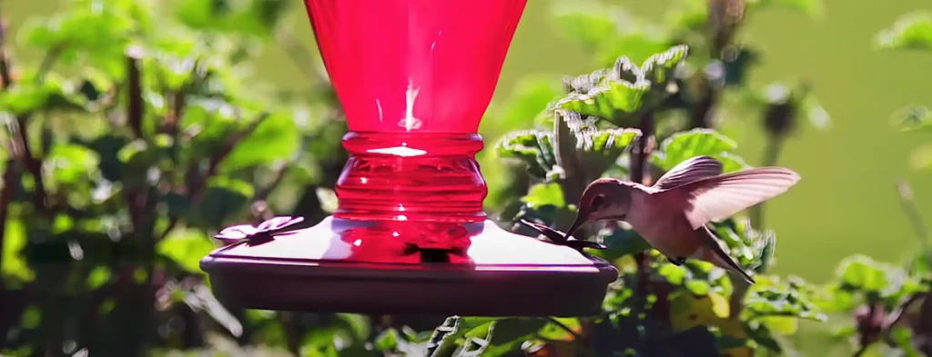 Hummingbird as a Symbol of Creativity