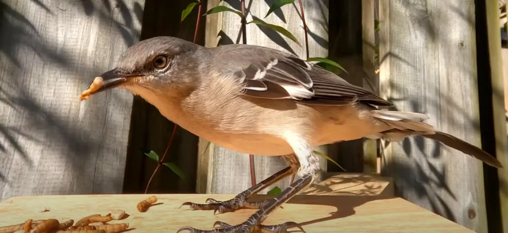 Mocking Bird Meaning Symbol of Protection and Vigilance