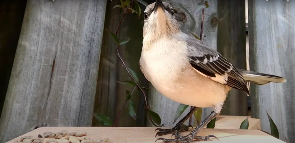 Mockingbird Feather Spiritual Meaning
