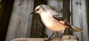 Mockingbird Singing at Night Spiritual Meaning