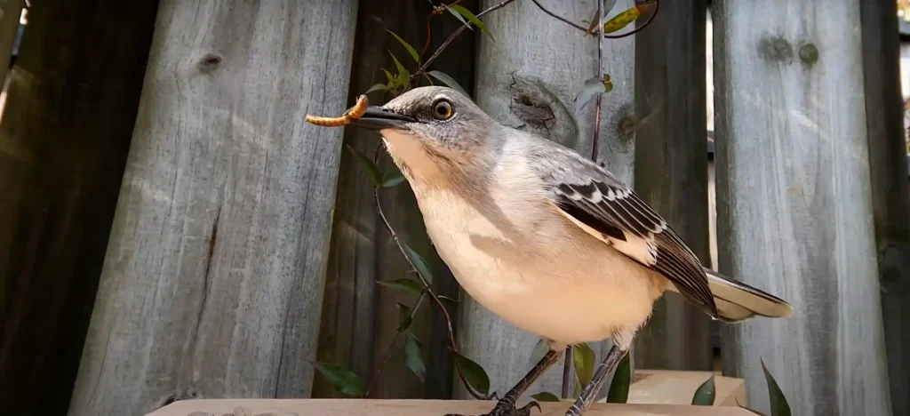 Mockingbird Singing at Night spiritual meaning - The Brief Answer