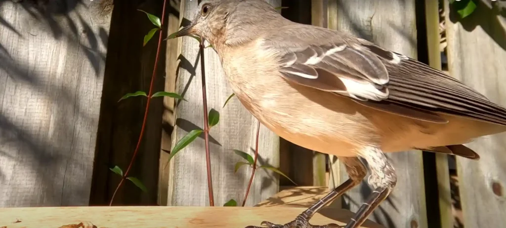 Mockingbird Totem, Spirit, and Power Animal