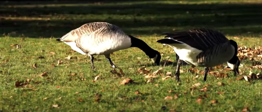 Omens in the Skies of Geese