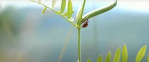 Orange Ladybug Meaning A Clue to Your Future