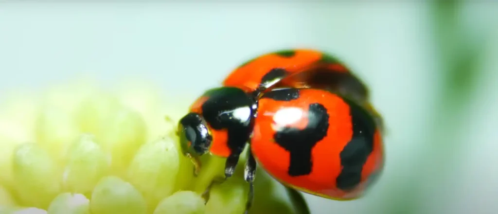 Orange Ladybug Meaning - The Brief Answer
