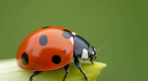 orange ladybug symbolism