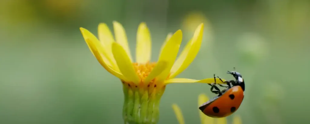 Orange ladybugs What do they mean