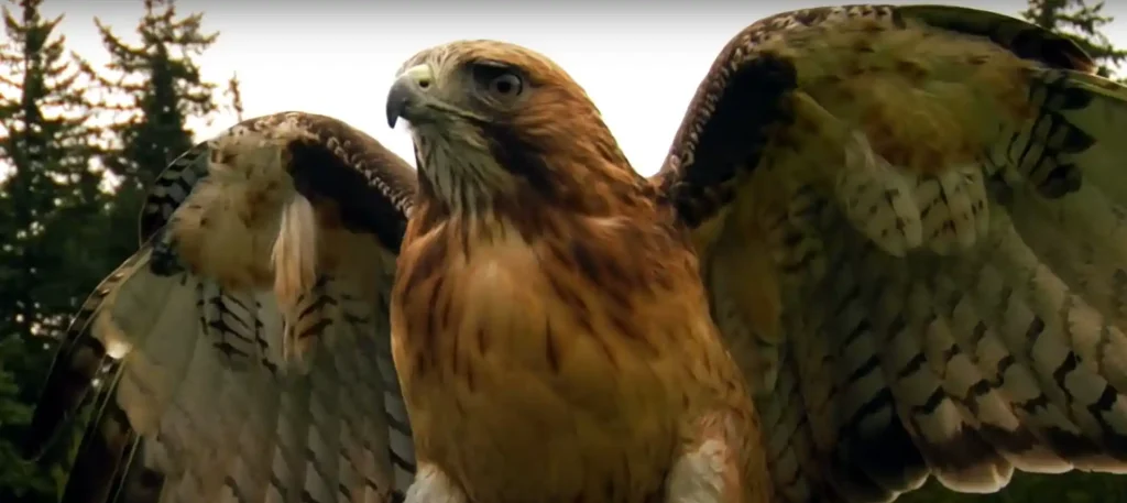 Red-Tailed Hawk Spiritual Meaning Signs For You to Awake