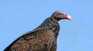 seeing 3 vultures meaning